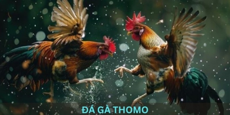 các loại hình đá gà thomo 