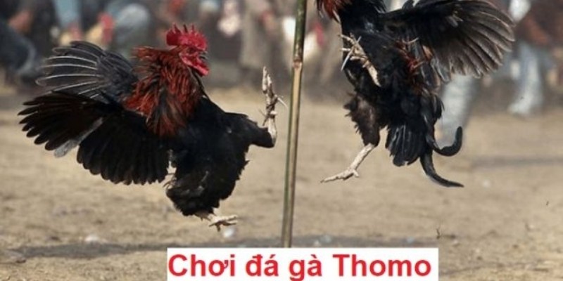 luật chơi đá gà thomo